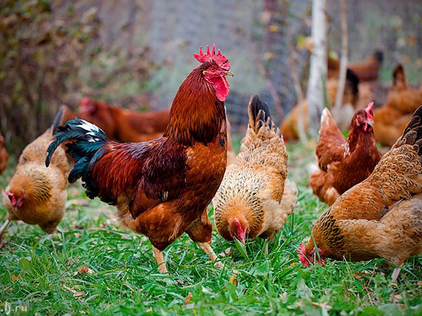 Породы куриц | ЗооТом - продажа, вязка и услуги для животных в Карабулаке