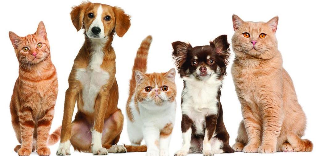 Доска объявлений о животных | ЗооТом - продажа, вязка и услуги для животных в Карабулаке