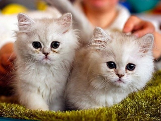 Породы кошек в Карабулаке | ЗооТом портал о животных