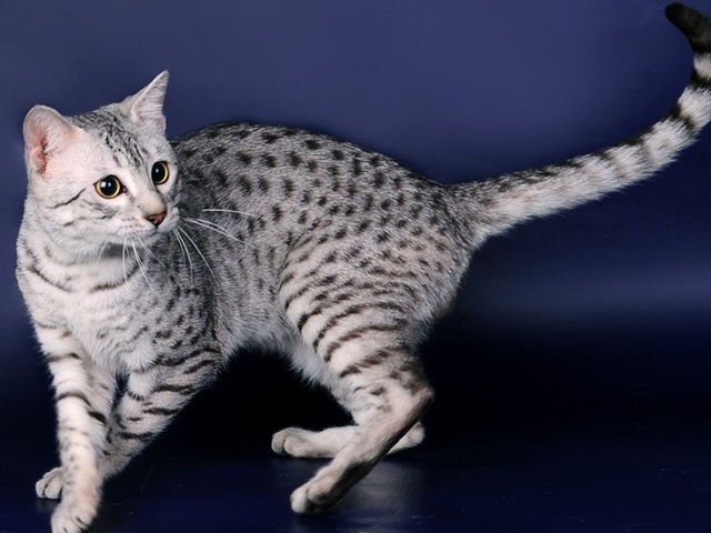 Породы кошек в Карабулаке | ЗооТом портал о животных