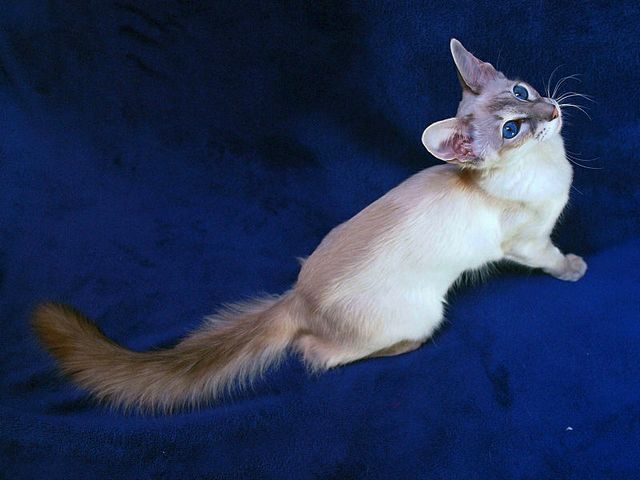 Выведенные породы кошек в Карабулаке | ЗооТом портал о животных