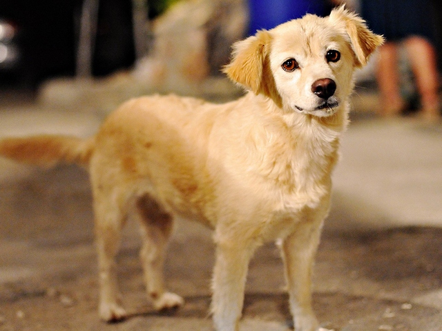 Породы собак в Карабулаке | ЗооТом портал о животных