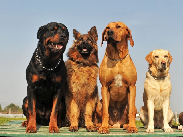 Крупные породы собак в Карабулаке | ЗооТом портал о животных